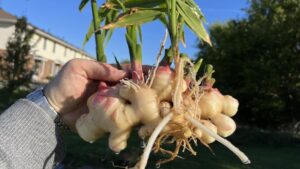 Fresh Ginger Takes Root as Alternative Crop in the Midwest