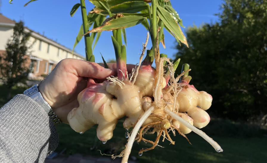 ginger rhizome harvest