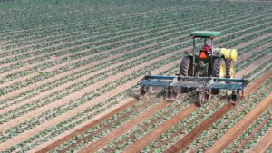 Buckeye Cultivator
