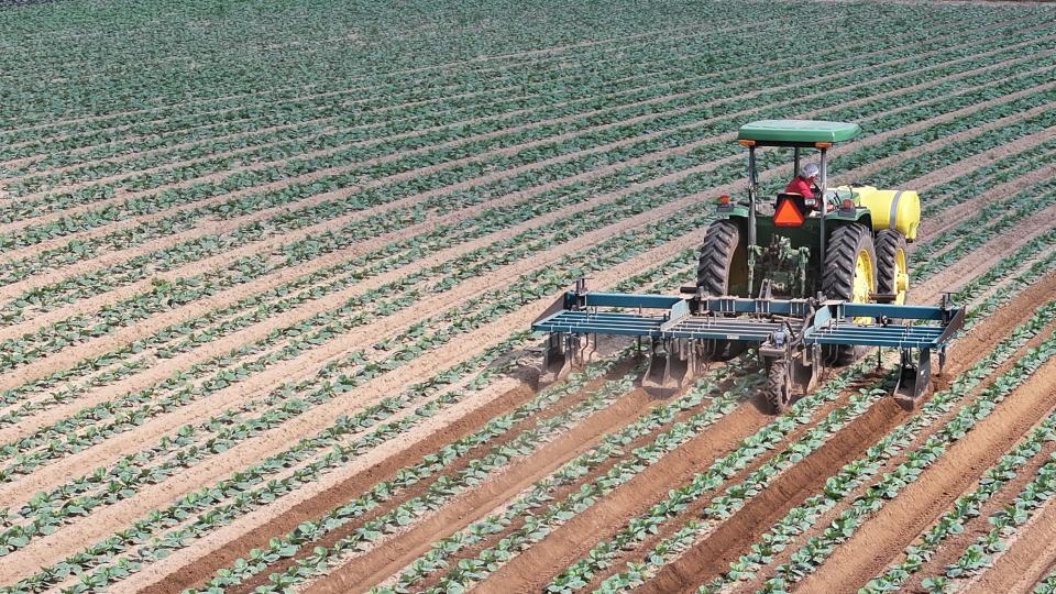 Buckeye Cultivator
