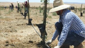 Gain More Ground in Your Orchard With Irrigation Automation