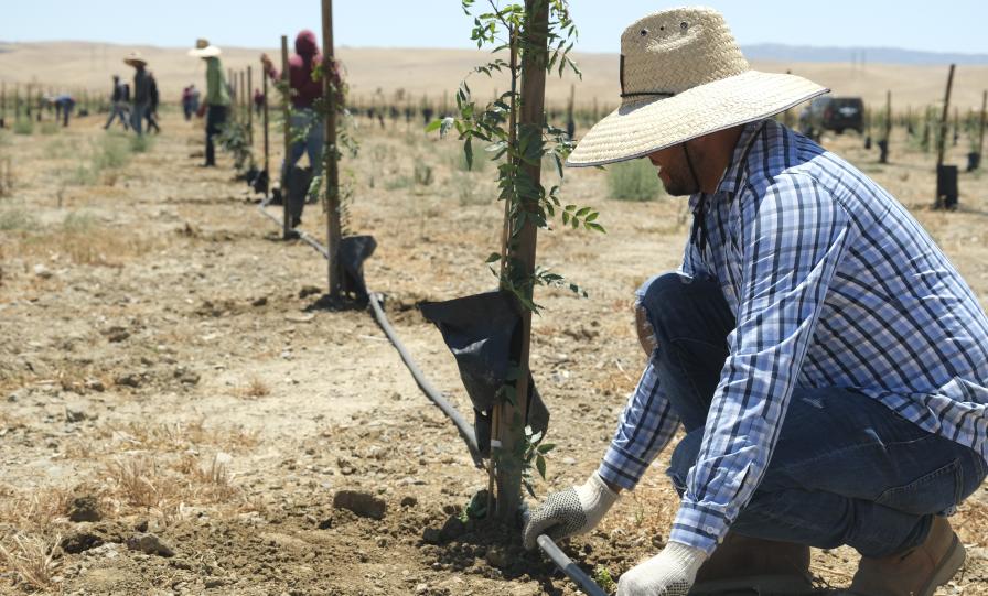 Gain More Ground in Your Orchard With Irrigation Automation