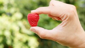 Fall Creek Nursery Solidifies Business Growth With New Raspberry Deal