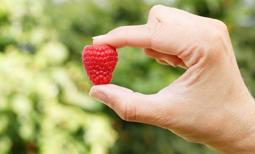 Fall Creek Nursery Solidifies Business Growth with New Raspberry Deal