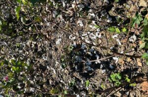 Crushed Cotton