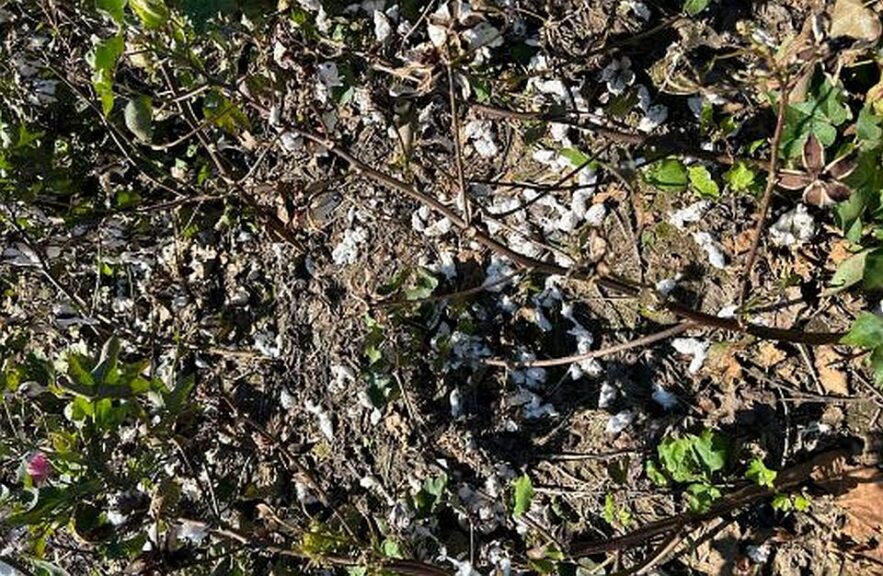 Crushed Cotton