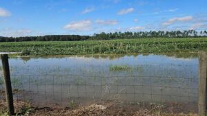How Florida Farms Weathered Tropical Punch from Hurricane Isaias [PHOTOS]
