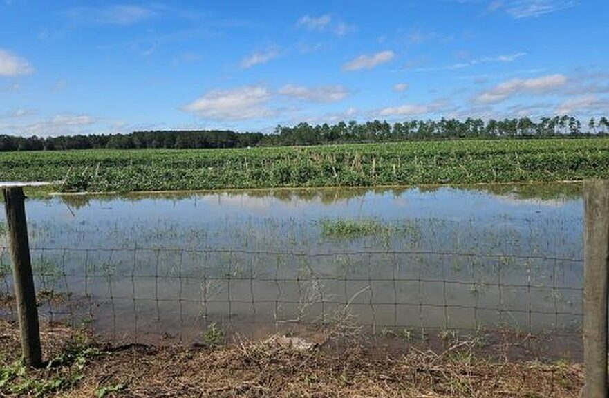 Flooded Fields