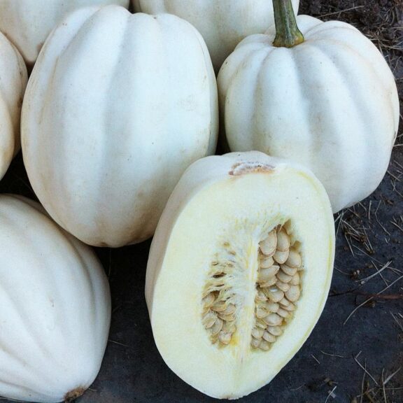 Mashed Potato (Seneca Vegetable Seeds, Stokes Seeds, Inc.)