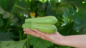 Less Common Squash and Pumpkin Varieties for Growers To Pick and Choose