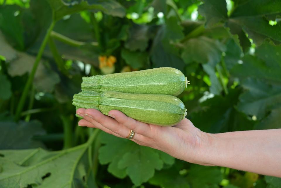 Less Common Squash and Pumpkin Varieties for Growers To Pick and Choose