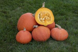 RSp1232 (Rupp Seeds)