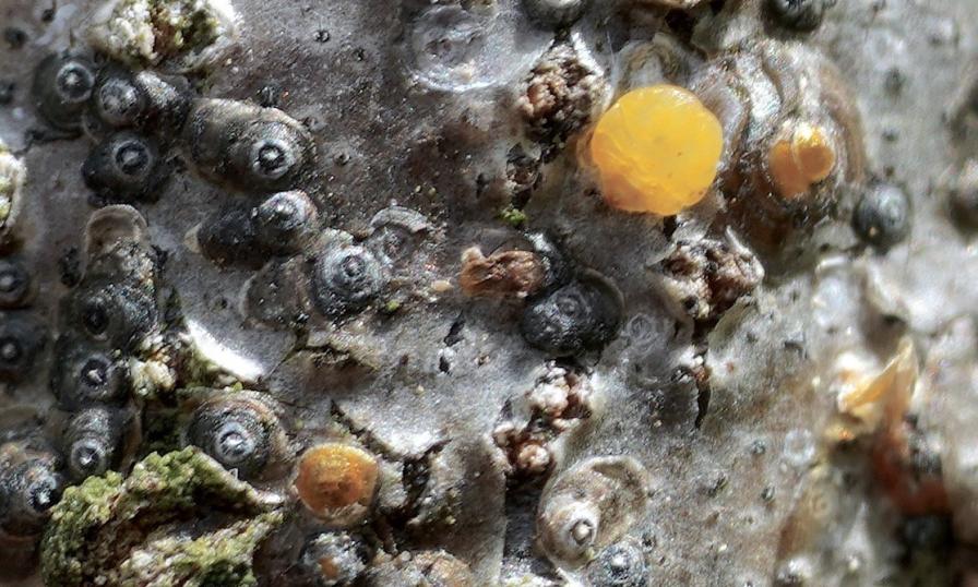 San Jose scale under microscope