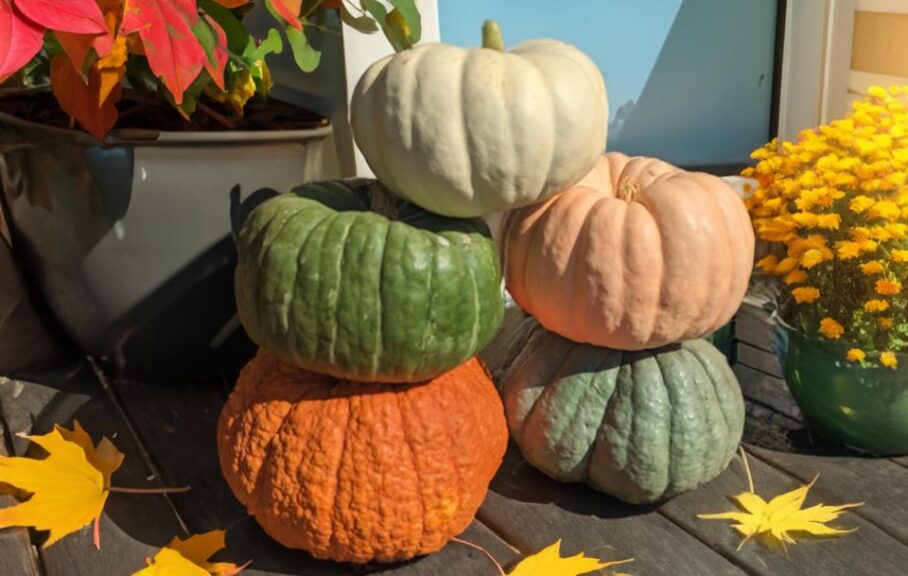 Small Pumpkin Pileup (Gowan Seed Company)