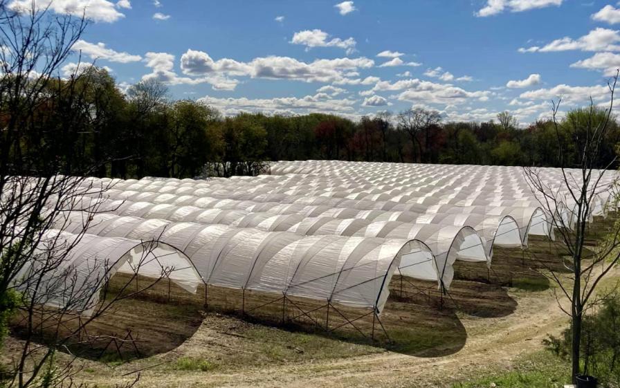 high tunnels at Viereck Farms in New Jersey