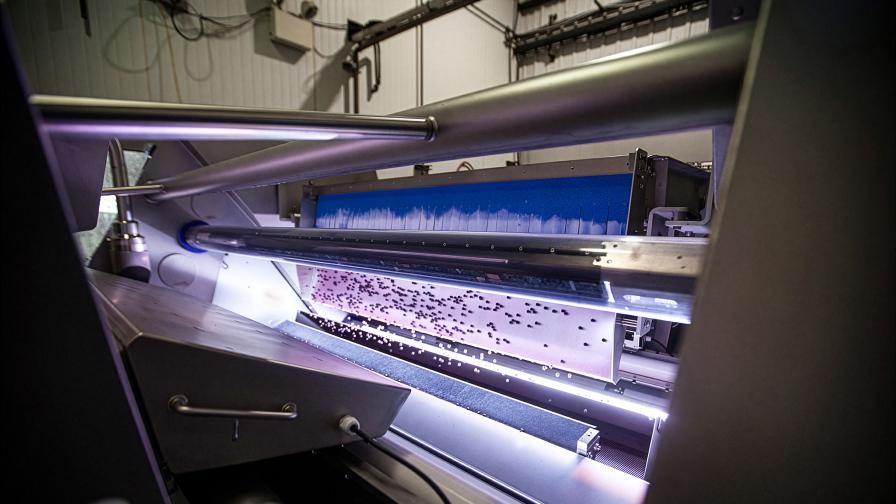 blueberry optical sorter