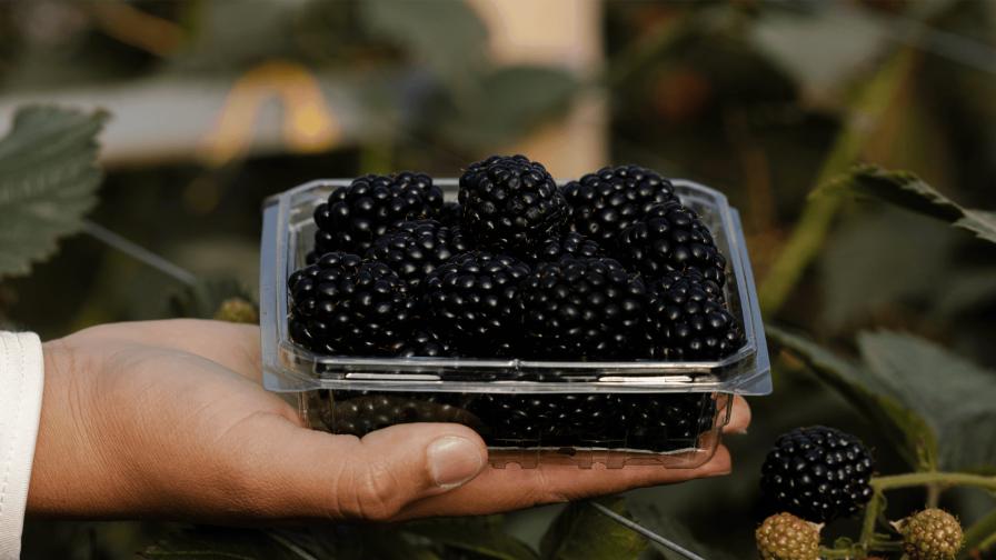 What Growers Should Know About the New ‘Fontana’ Blackberry