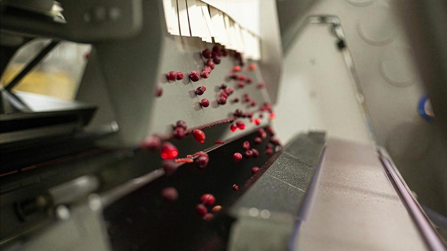 Cranberry optical sorter