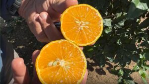 Will New HLB-Resistant Rootstock Change the Game for Florida Citrus?