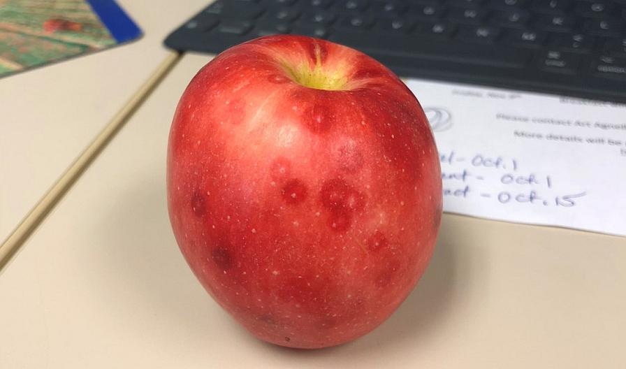 San Jose scale symptoms on Gala apple