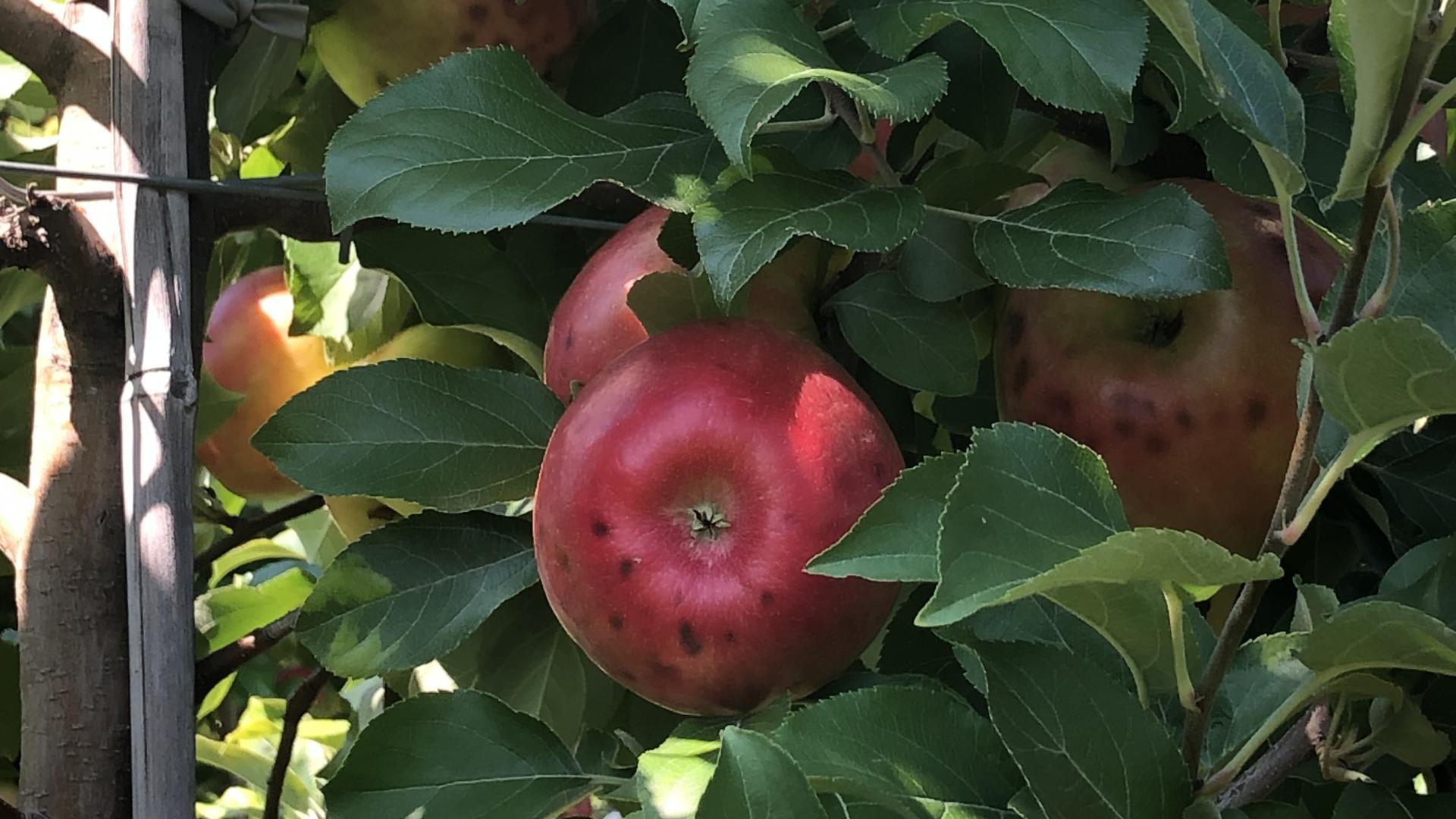 severe bitter pit symptoms on Honeycrisp apples