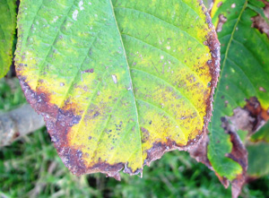 Bacterial Diseases in Ornamentals