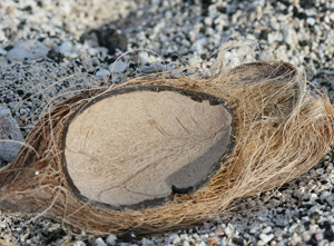 The Use of Coir in Potting Media