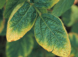 Diagnosing Nutritional Deficiencies of Ornamental Plants in the Field