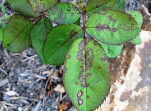 Downy Mildew on Ornamentals