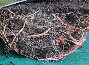 Encouraging Root Growth