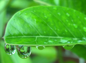 Foliar Absorption of Nutrients
