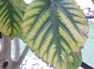 Diagnosing Foliar Nutrient Deficiencies