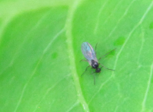 Fungus Gnat Course
