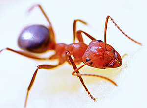 Insect Control in Southern Turfgrass