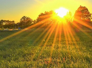 The Most Limiting Factor for Plant Growth