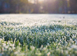 It’s Now or Never – Fertilize Now for Carbohydrate Reserves