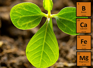 Nutrient Ratios and Their Importance