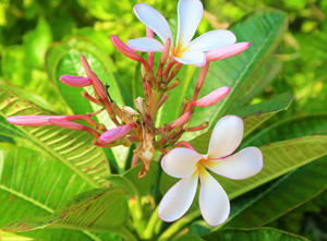 Plant Nutrition: Palms and Tropicals