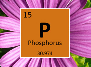 Phosphorus –  A Horticulture Perspective