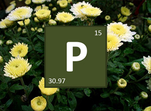 Phosphorus In Horticulture