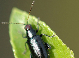 Red Headed Flea Beetle Program (Systena frontalis)
