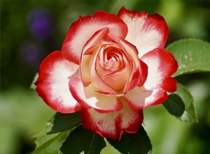 Rose Fertilization and Nutrition
