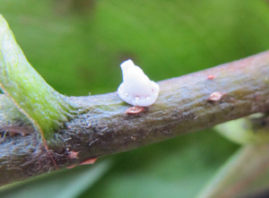 Scale Insects