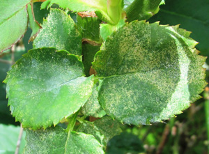 Two-Spotted Spider Mite