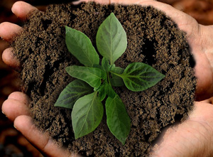 Understanding Plants - What Makes Them Tick