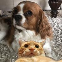 Charles O. - MBA - Subject Matter Expert from Kolabtree