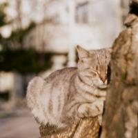 Aezel C. - PhD in Biotechnology - Subject Matter Expert from Kolabtree