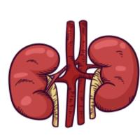 Hajra T. - MBBS - Subject Matter Expert from Kolabtree