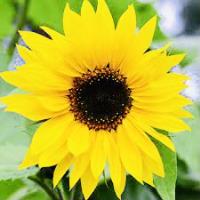 Elshaimaa E. - PhD - Subject Matter Expert from Kolabtree