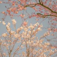 {0} - Kolabtreeの専門家